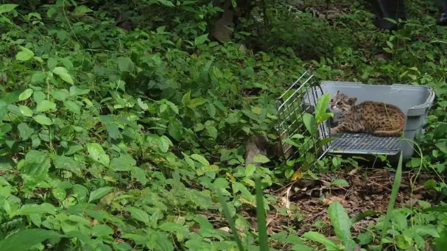 Menyelami Keindahan dan Keanekaragaman Suaka Margasatwa Paliyan