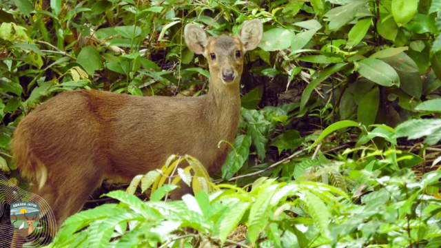 Suaka Margasatwa Pulau Bawean: Benteng Terakhir Kijang Endemik Jawa Timur