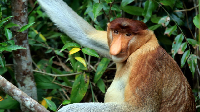 20 Daftar Hewan Mamalia di Indonesia yang Harus Kamu Tau