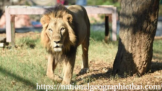 Tragedi di Kebun Binatang: Penjaga Diserang Singa