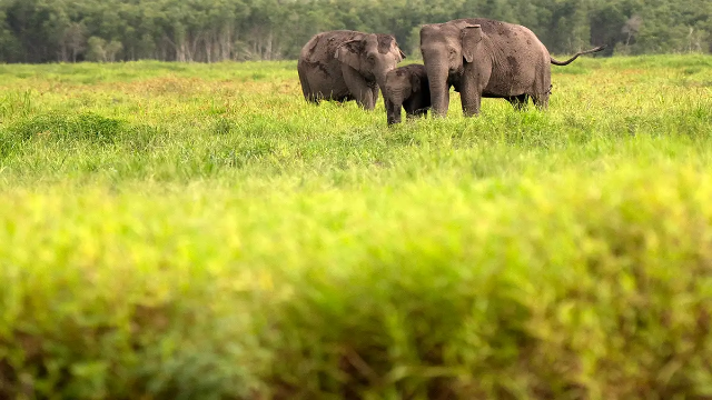 Padang Sugihan: Benteng Alam di Timur Sumatra