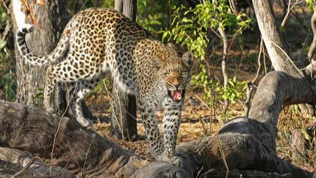 Menjelajahi Keajaiban Margasatwa Alam Cikepuh